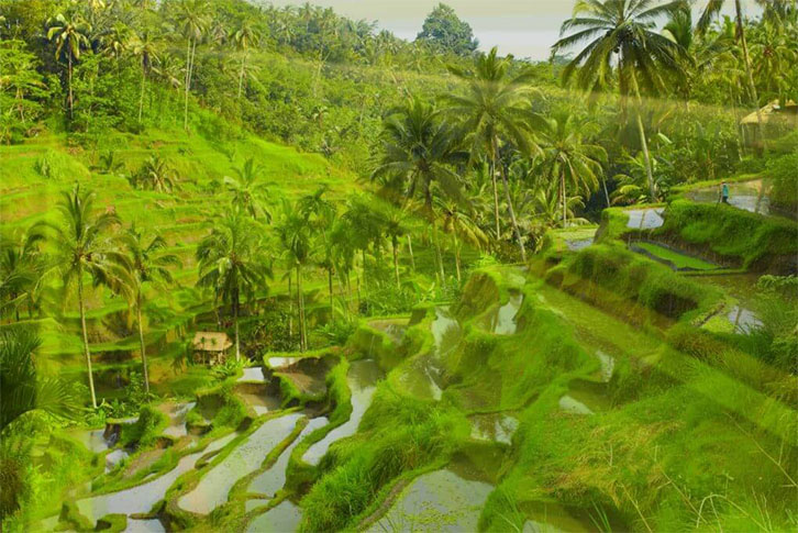 rice field