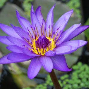nick perel Reiki Weekend Workshop