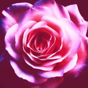 peggy french reiki training workshop