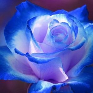 sandy mann Reiki Training Weekend Workshop