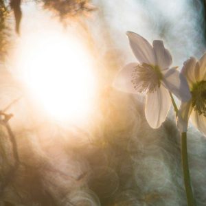 shawna butler Reiki Training Weekend Workshop